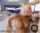fake tits busty big tits