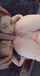foursome doubleblow anal