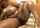 bbw ebony solo