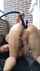anal ass doggy