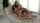 lesbians girlongirl brunette