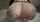 asian big tits huge tits