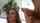 brunette blowjob threesome