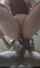pov bbc interracial