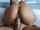 ride brunette ebony