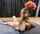 facesitting lesbian wrestling