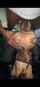 bigcock dogstyle petite
