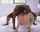 bbc backshots doggy