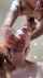 sex bbc mamadas cumshot