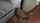 sammm bigdicknick facial