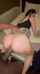 anal bbc backshots