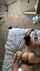 latina backshots doggy