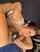 brunette amateur blowjob