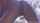 ebony anal buttplug