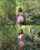 forest outside dark hair