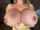 bigtits milf nipples