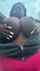huge tits bbw ebony