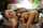 ron jeremy pretty blowjob