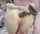 camgirl asian oriental