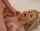 blonde milf cumshot
