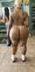 ebony bbw chubby
