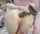 anal dildo glasses