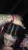 camgirl amateur blowjob