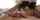 blowjob closeup black hair