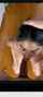 blowjob piss india