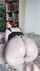 bbw big ass thick ass
