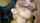 blowjob cuminmouth swallow