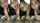 blowjob reverse cowgirl cowgirl