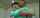 asian japanese jav