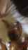 foursome amateur group sex